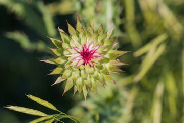 close up of a thistle beginning to blossom