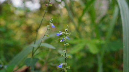 Salvia japonica flowers in the grass