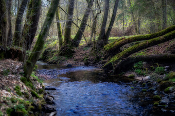 Leśna rzeka © Robert