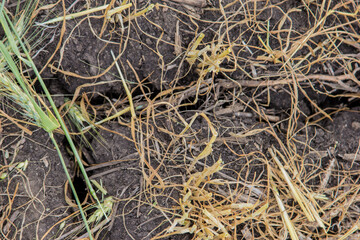 dry, cracked soil