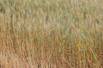 drought damaged spring wheat