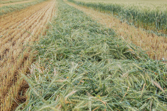 spring wheat being cut for hay