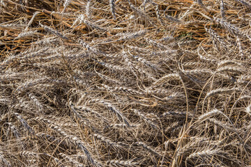 ripe spring wheat laying in a windrow