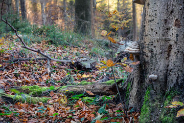 Środowisko leśne ze starymi drzewami i rosnącą na nich hubą