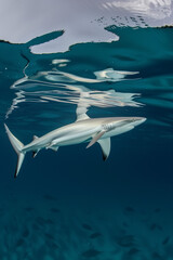 Fototapeta premium Blue shark swimming underwater