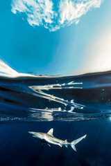 Fototapeta premium Blue shark swimming underwater