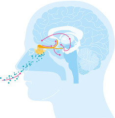 Sense of smell. Illustration of the olfactory region