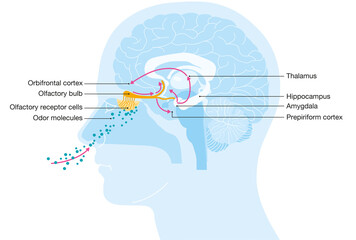 Sense of smell. Illustration of the olfactory region. Labeled