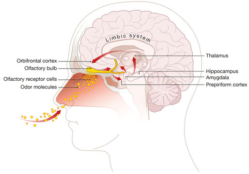Sense of smell. Detailed illustration of the olfactory region