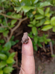 A small beautiful frog baby sitting on finger in rainy day stock photo