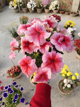Beautiful flower pot holding on hand stock photo