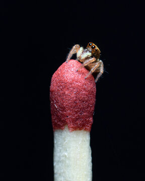 Beautiful Jumping spider on a red matchstick stock photo