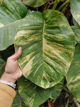 Beautiful money plant leaf holding by human hand stock photo