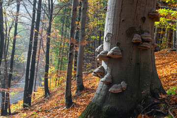 huba rosnąca na pniu starego drzewa  © piotr