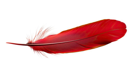 Red feather on transparent background