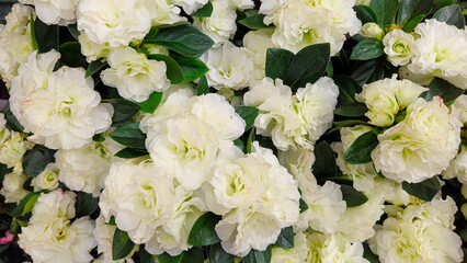 White azalea. 4k floral background 