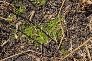 moss growing on the ground
