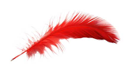 Red feather on transparent background