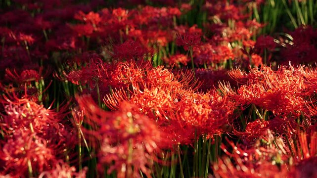 Red spider&nbsp;lilies illuminated by the afternoon sun