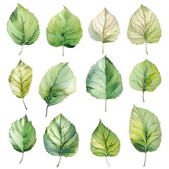 Elegant Watercolor Birch Leaf Set on White Background