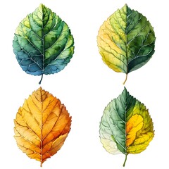 Elegant Watercolor Birch Leaves Set on White Background with Subtle Gradients and Fine Details