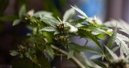 Blooming indoor cannabis