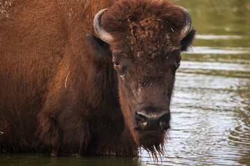 Fototapeta premium Majestic American Bison Standing in Water