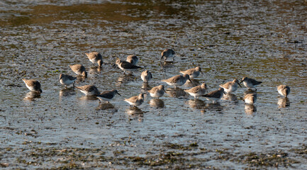 Bécasseau variable, Calidris alpina, Dunlin