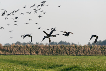 Bernache cravant,.Branta bernicla, Brant Goose, marais; region Pays de Loire; marais Breton; 85, Vendée, Loire Atlantique, France