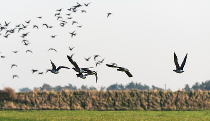 Bernache cravant,.Branta bernicla, Brant Goose, marais; region Pays de Loire; marais Breton; 85, Vendée, Loire Atlantique, France
