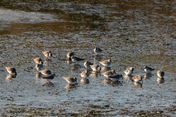 Bécasseau variable, Calidris alpina, Dunlin