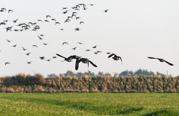 Bernache cravant,.Branta bernicla, Brant Goose, marais; region Pays de Loire; marais Breton; 85, Vendée, Loire Atlantique, France