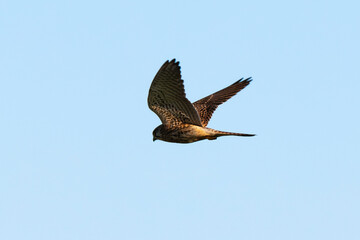 Faucon crécerelle,.Falco tinnunculus, Common Kestrel