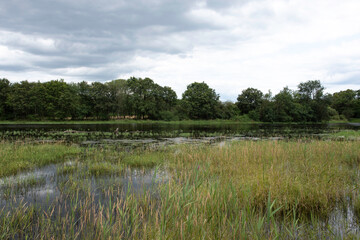 Etang de Beaumont, Conservatoire d’espaces naturels Centre Val de Loire, Neung sur Beuvron, Loir et Cher, 41, Sologne, France