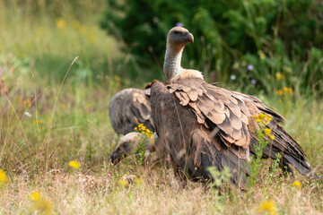 Vautour fauve,.Gyps fulvus, Griffon Vulture, Parc naturel régional des grands causses 48, Lozere, France