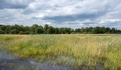 Etang de Beaumont, Conservatoire d&rsquo;espaces naturels Centre Val de Loire, Neung sur Beuvron, Loir et Cher, 41, Sologne, France