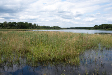 Etang de Beaumont, Conservatoire d’espaces naturels Centre Val de Loire, Neung sur Beuvron, Loir et Cher, 41, Sologne, France