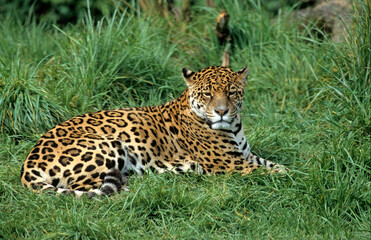 Jaguar, Panthera onca