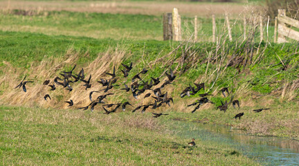Etourneau sansonnet,. Sturnus vulgaris, Common Starling, migration