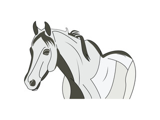Colorful horse Illustration vector Isolated on a white background