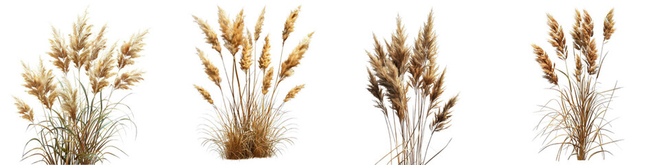 Fototapeta premium Four bunches of wheat against a transparent background, showcasing natural golden tones and intricate details of wheat stalks.