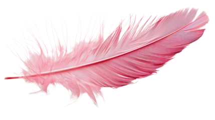 Pink feather on transparent background