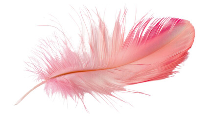 Pink feather on transparent background