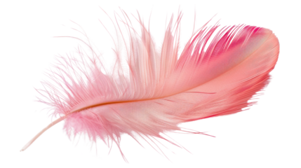 Pink feather on transparent background