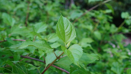 Fresh sea daisy leaves in the forest
