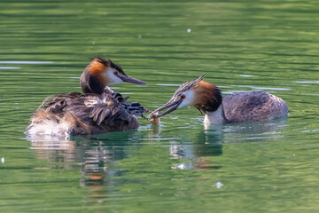 Haubentaucher mit Jungen bei der Fütterung