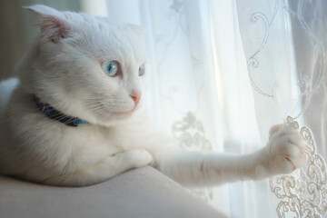 White cat with blue eyes in natural light