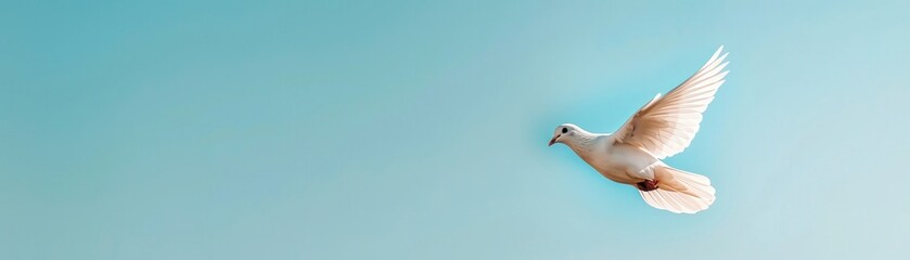 Obraz premium A white dove is flying in a blue sky.