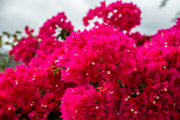 Bougainvillea flowers in  Colourful garden and nursery along the river in Boquete, a small mountain town in the Province of Chiriquí, Panama