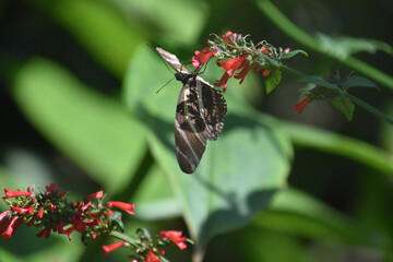 Zebra Butterfly Perched on a Red Flower Blossom